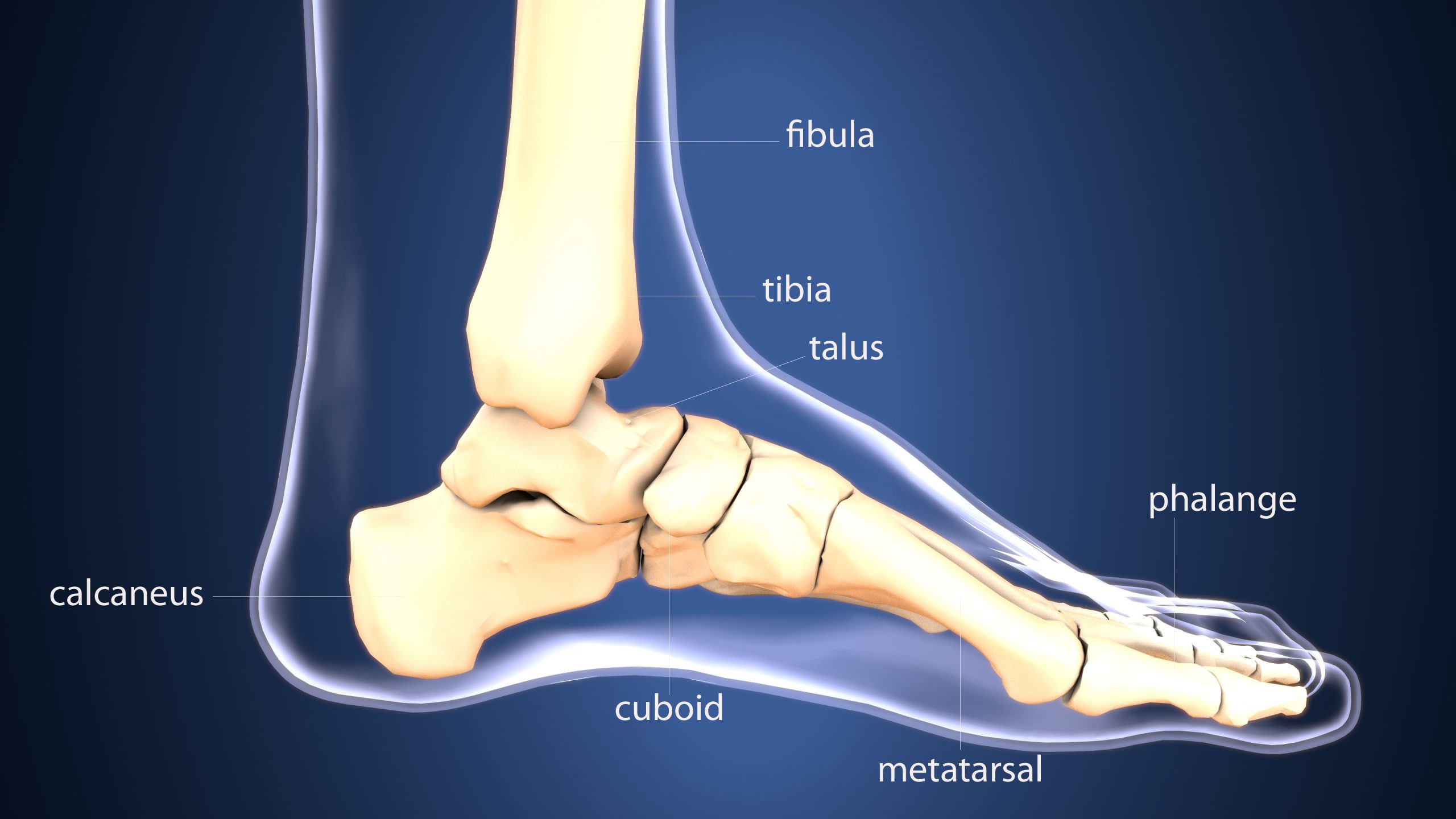 shutterstock_1098803072